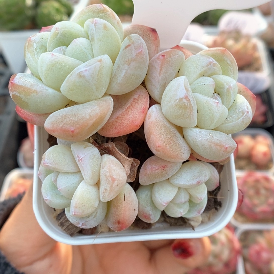 白底冰玉群生986号