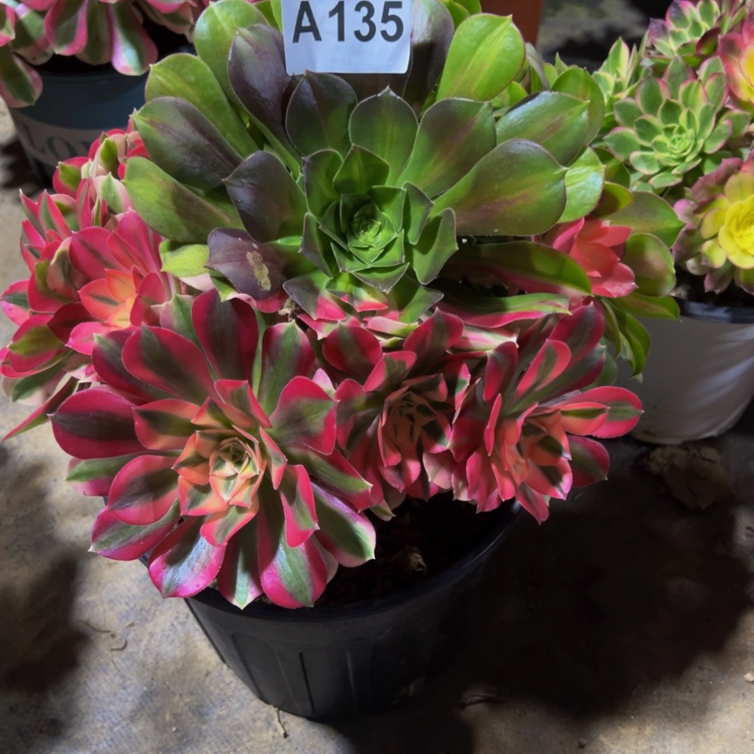 只***兔法师多肉植物花脸女巫135