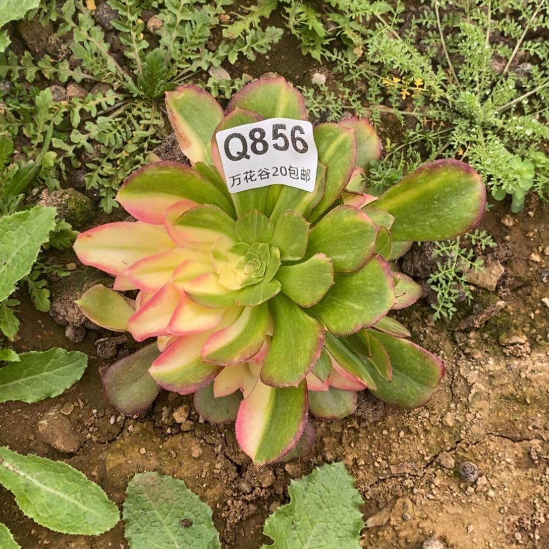 856绍修七彩多肉植物