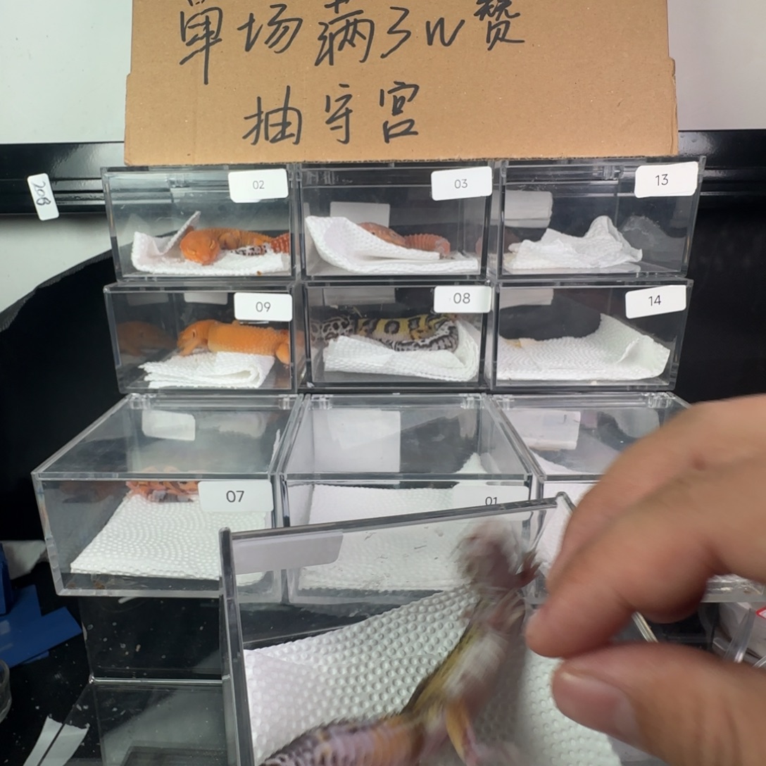 豹纹守宫红夜妹妹