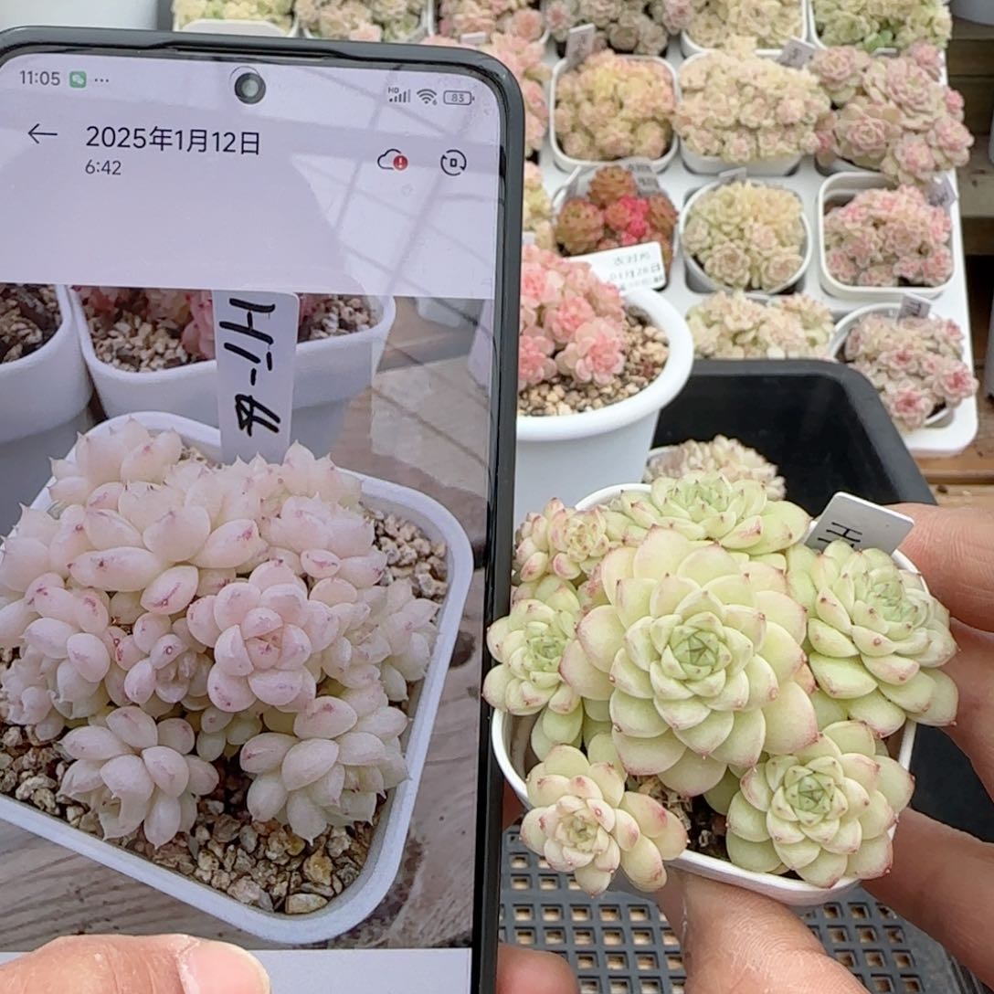 秋**【闪购商品】0128-58（ht-65）