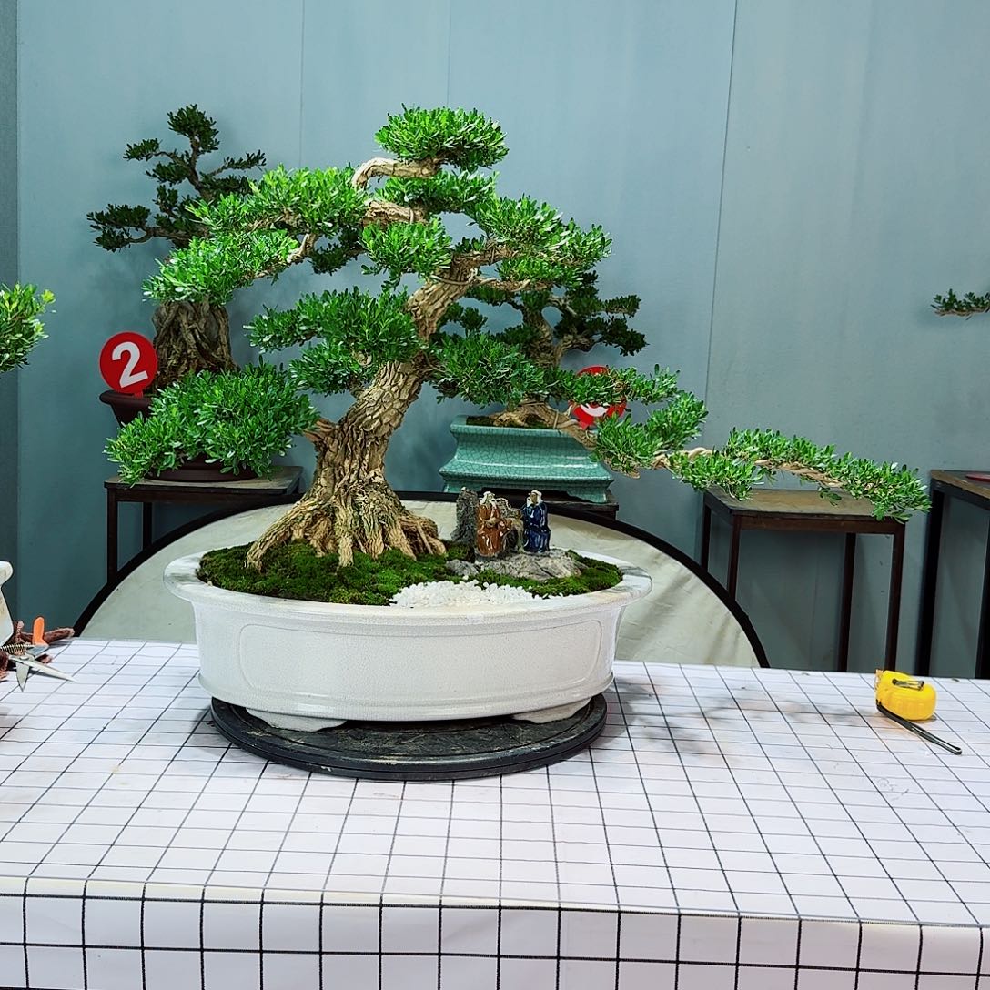 黄*森广东皱皮雀舌黄杨