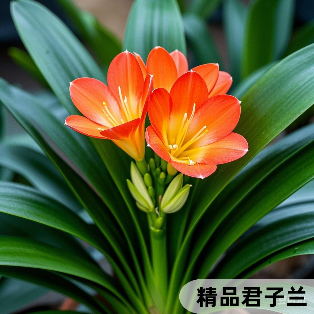 君子兰带花盆栽绿植花卉室内四季常青大苗当年开花