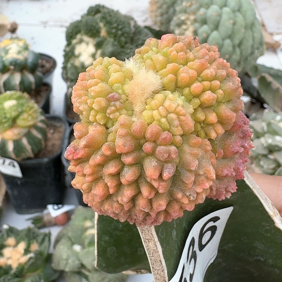 【闪购商品】荔枝尤哥斯拉牡丹锦536