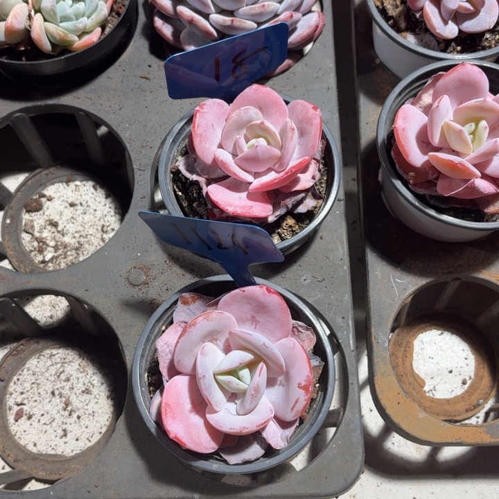 ꒰***꒱18.1124后的大家所说的对吧