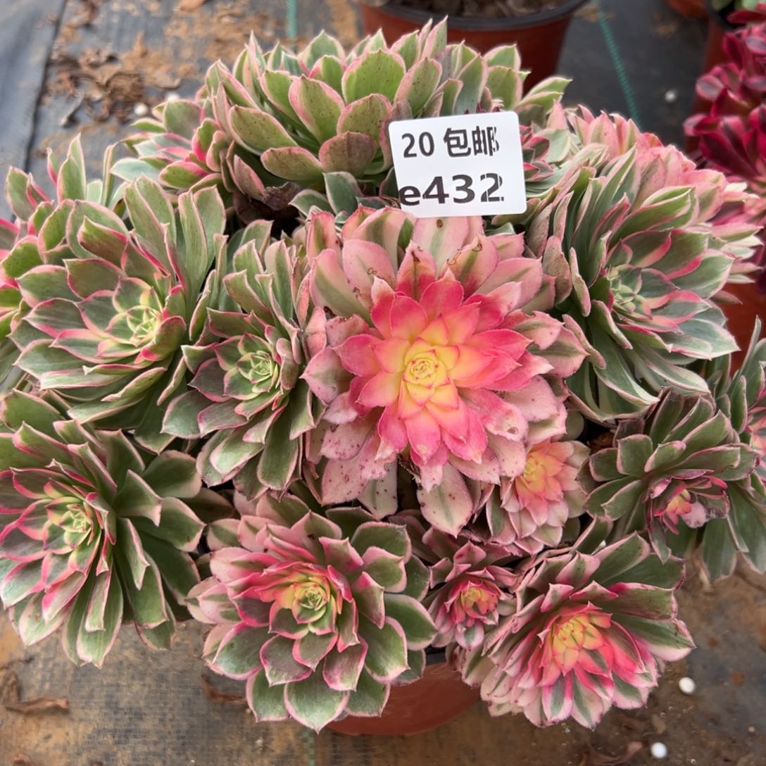 432青禾，多肉法师说