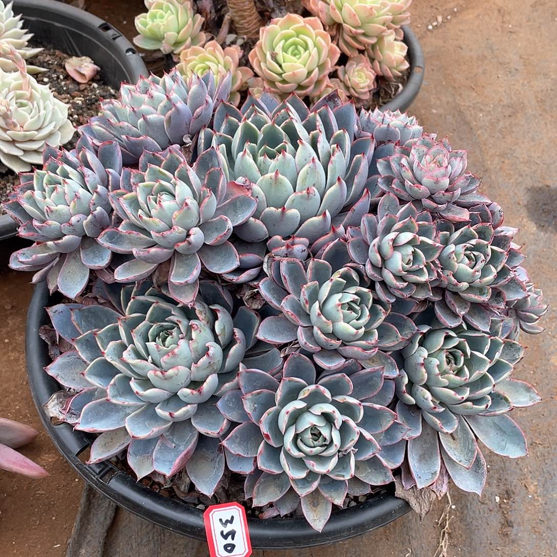 350赫拉 一物一拍多肉