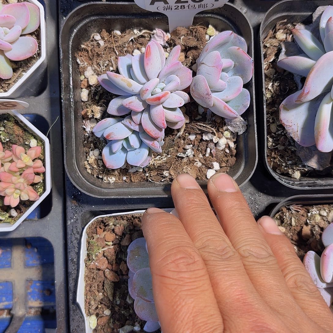 A234奶茶一物一拍