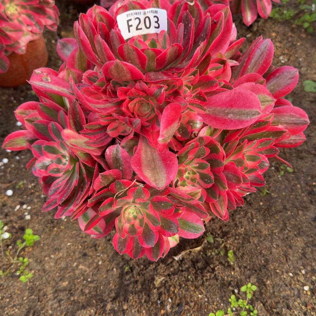 203女巫。多肉植物