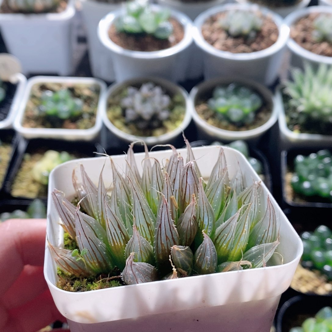 大卫针管玉露多肉植物