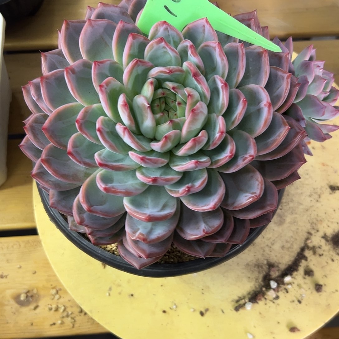 104红鸾。 多肉。    