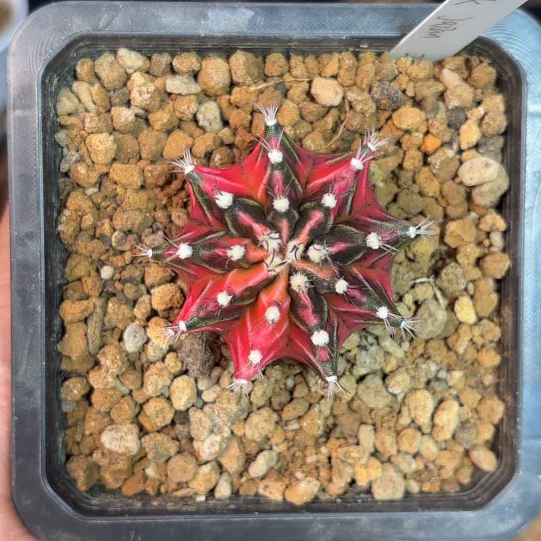 泰系米哈仙人球238