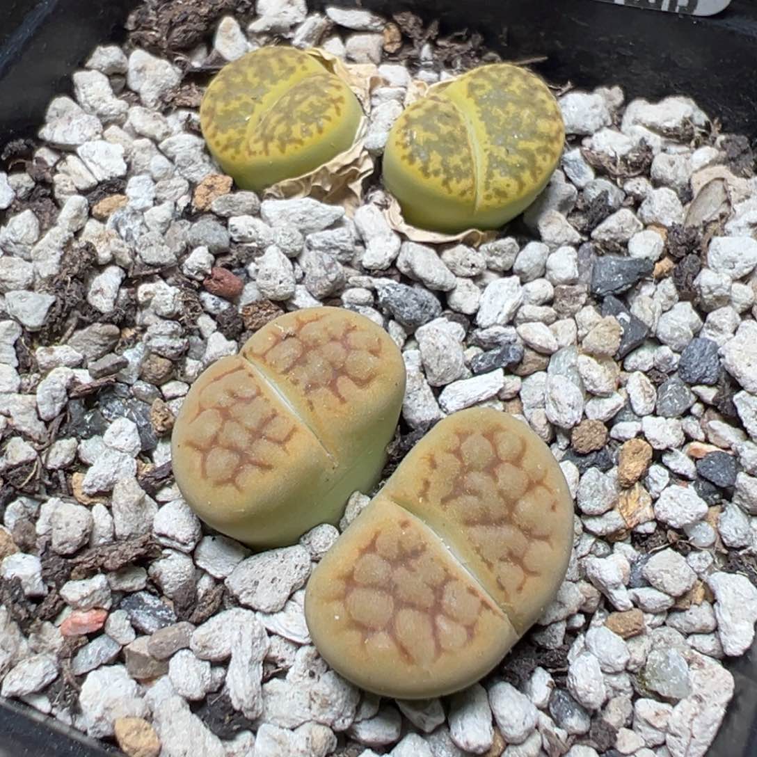 【闪购商品】 557。