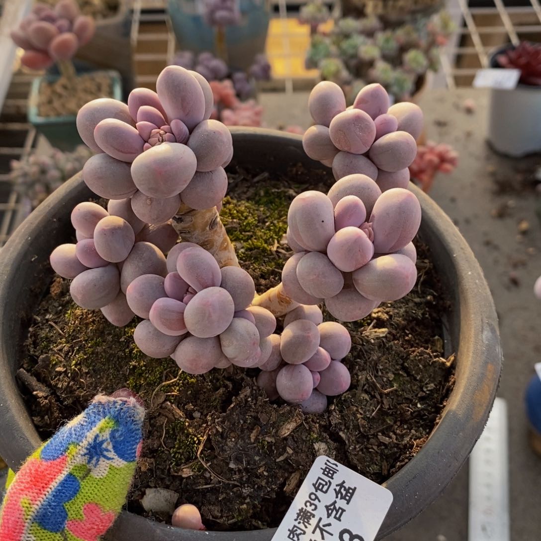 小**～香水手指923/9c m