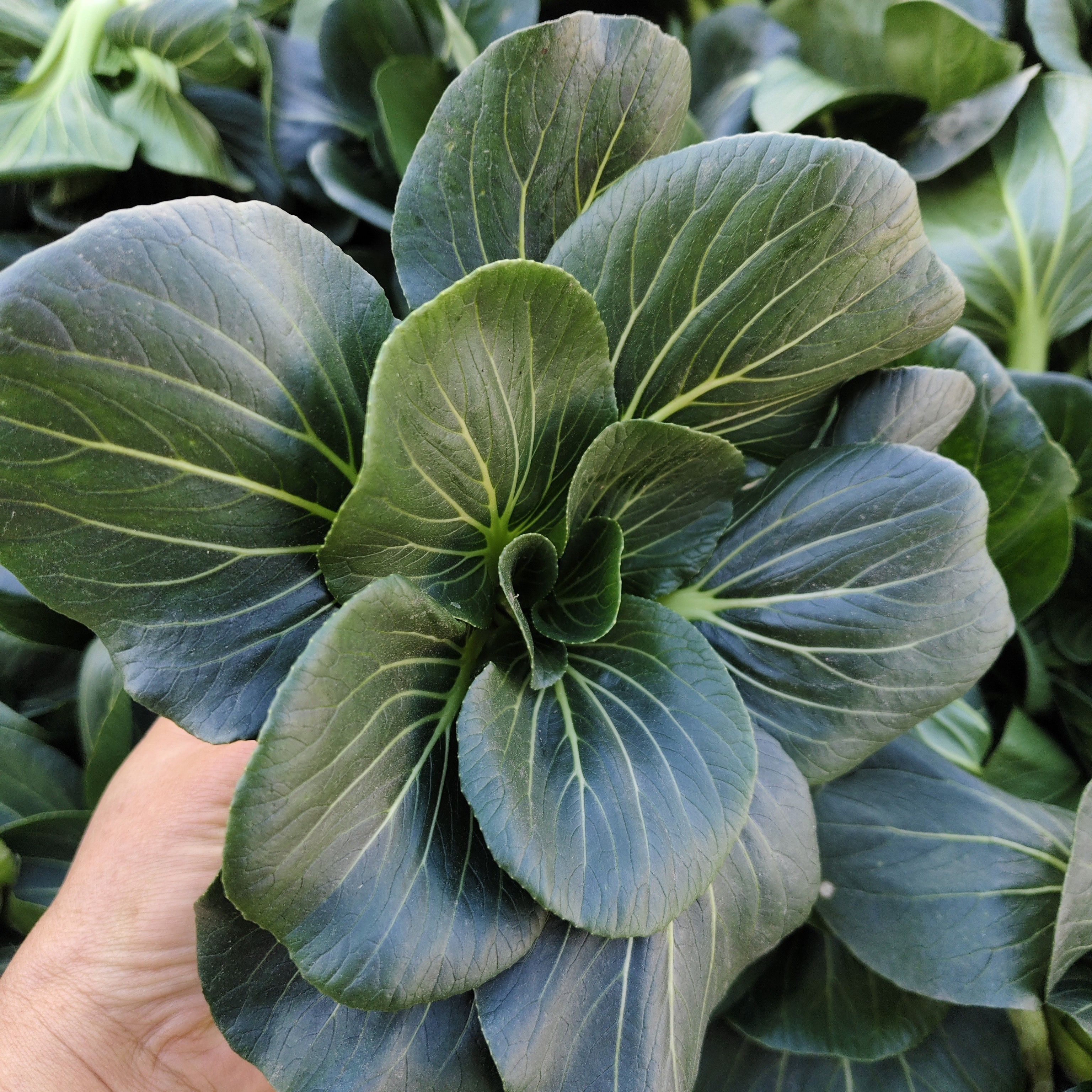 苏北霜冻苏州青青菜