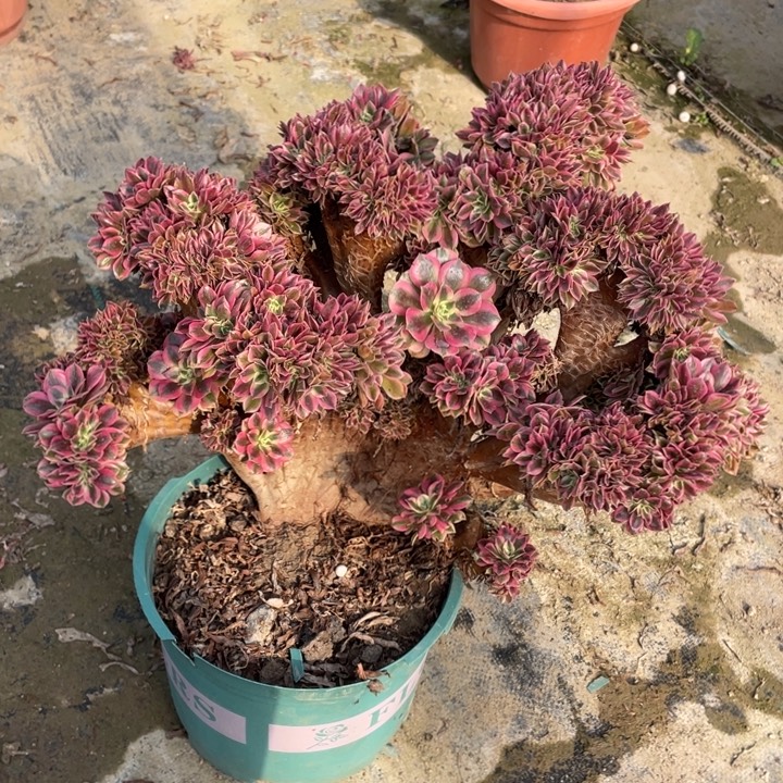 法师老桩粉女巫有干伤