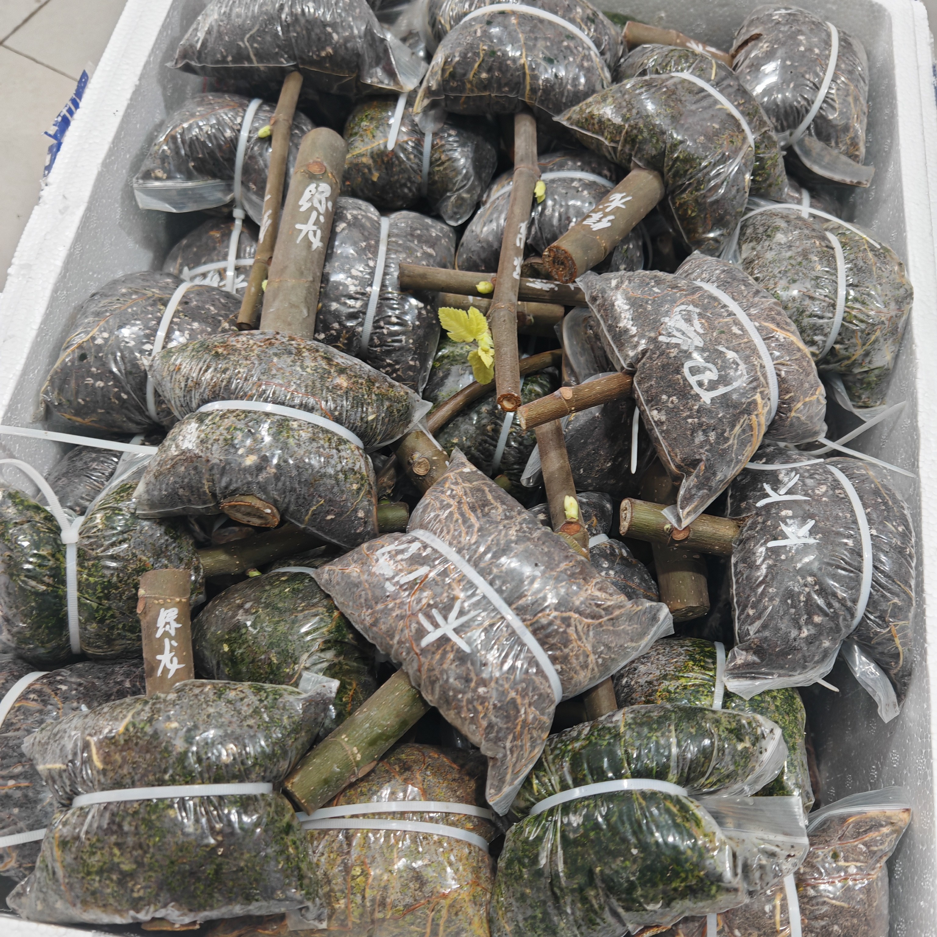 多品种无花果高压包