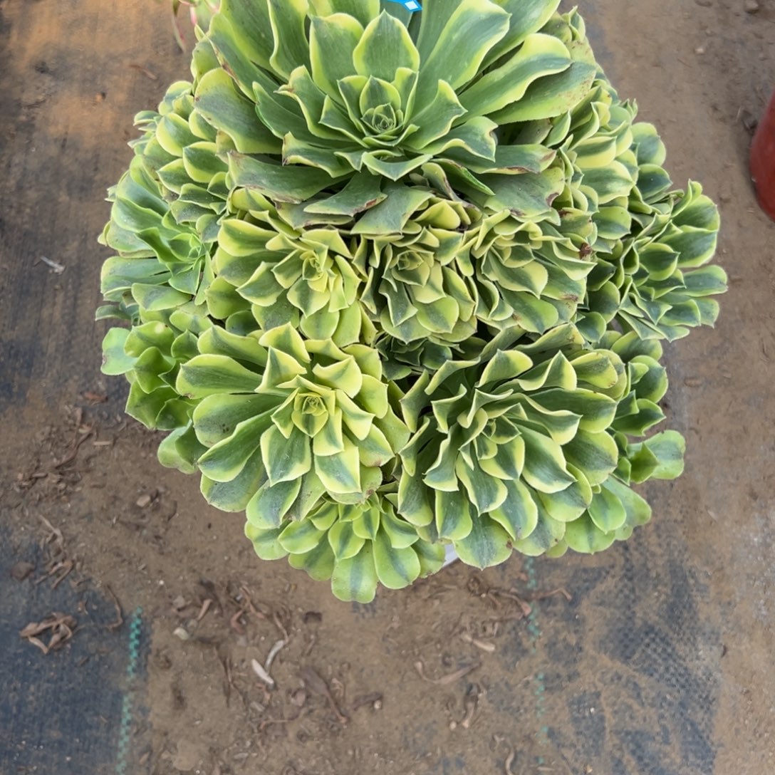 713绿豆沙多肉植物
