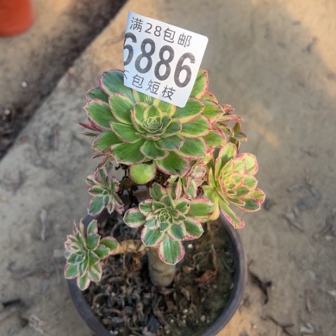 V锦锦多肉植物法师6886