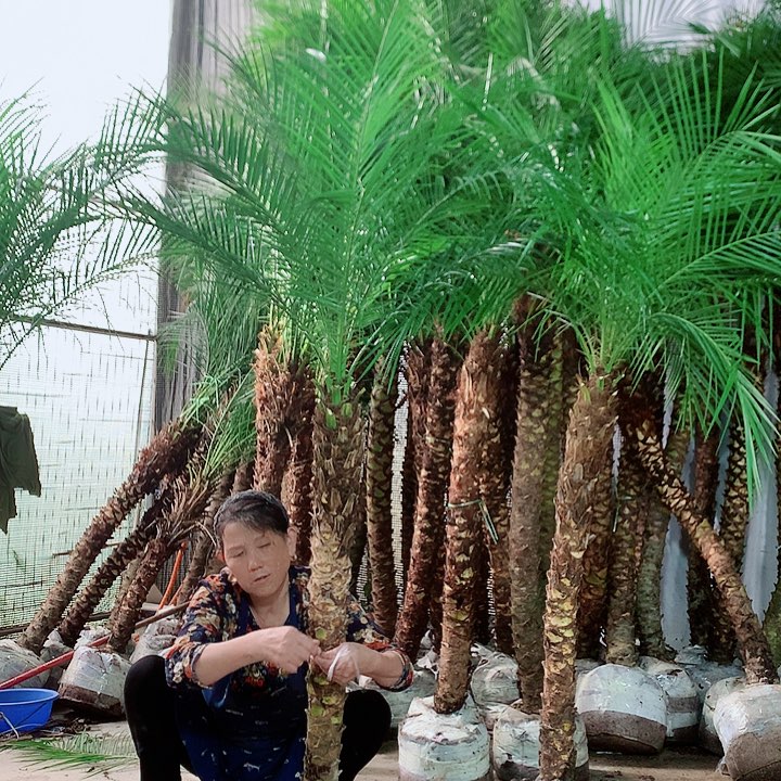 *****无花朵1111111111