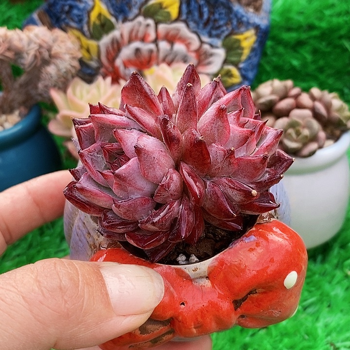 蓝龙杂带盆盆土多肉