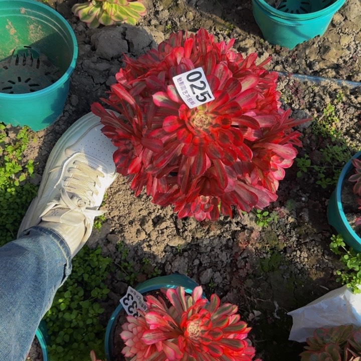 白月光花27-10包邮花花