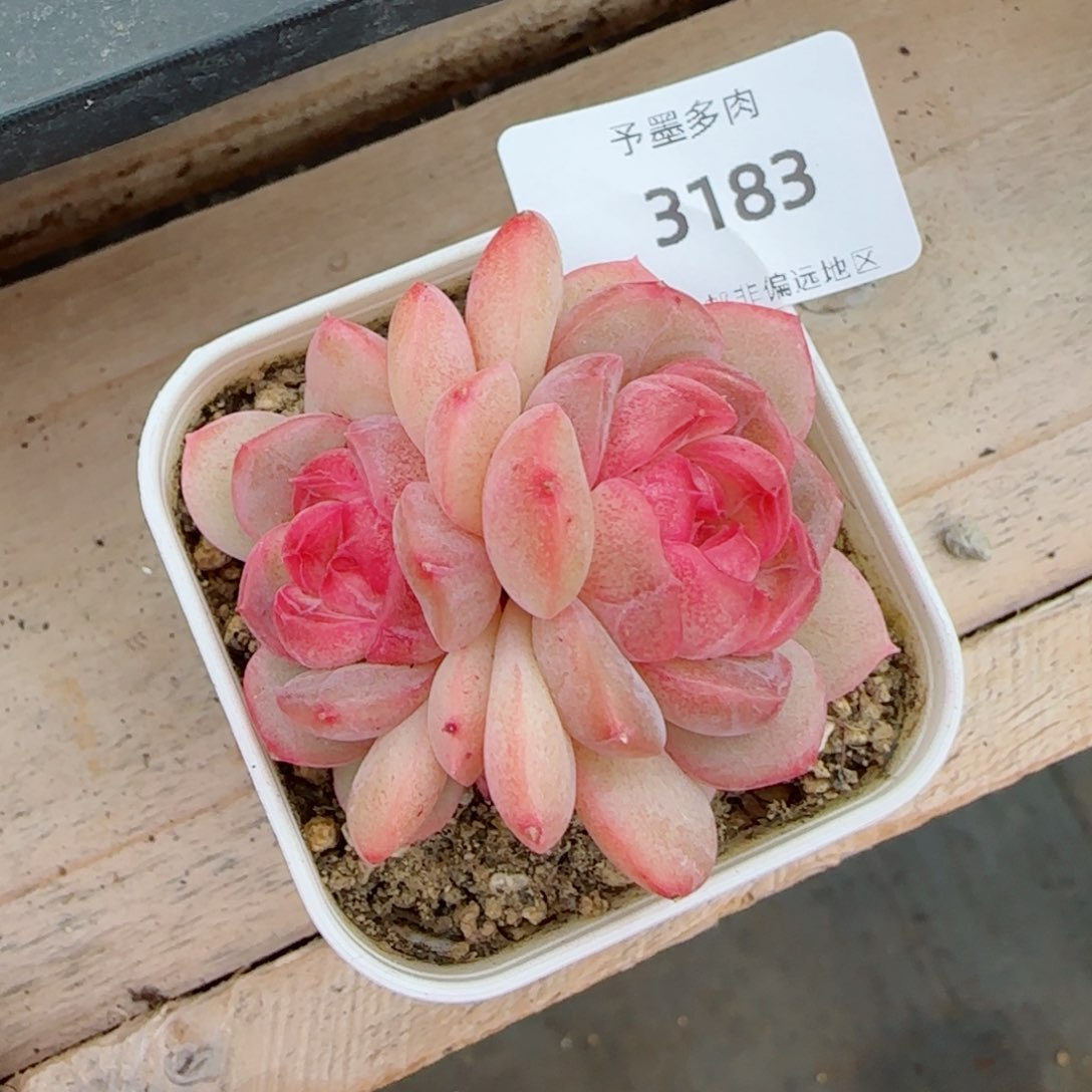 琴心，3183多肉植物