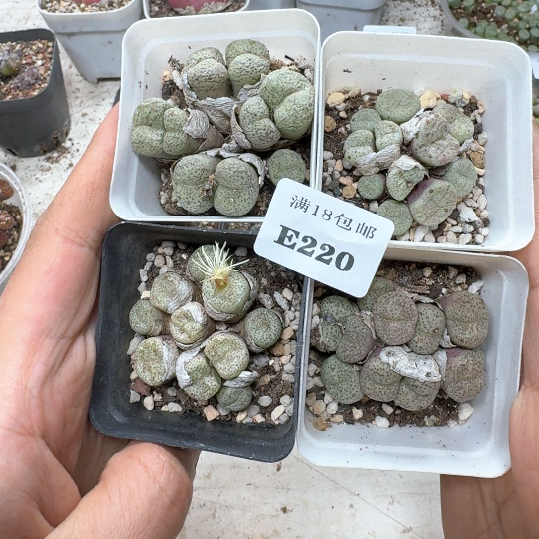 E220。 肉锥群4盒。 福利