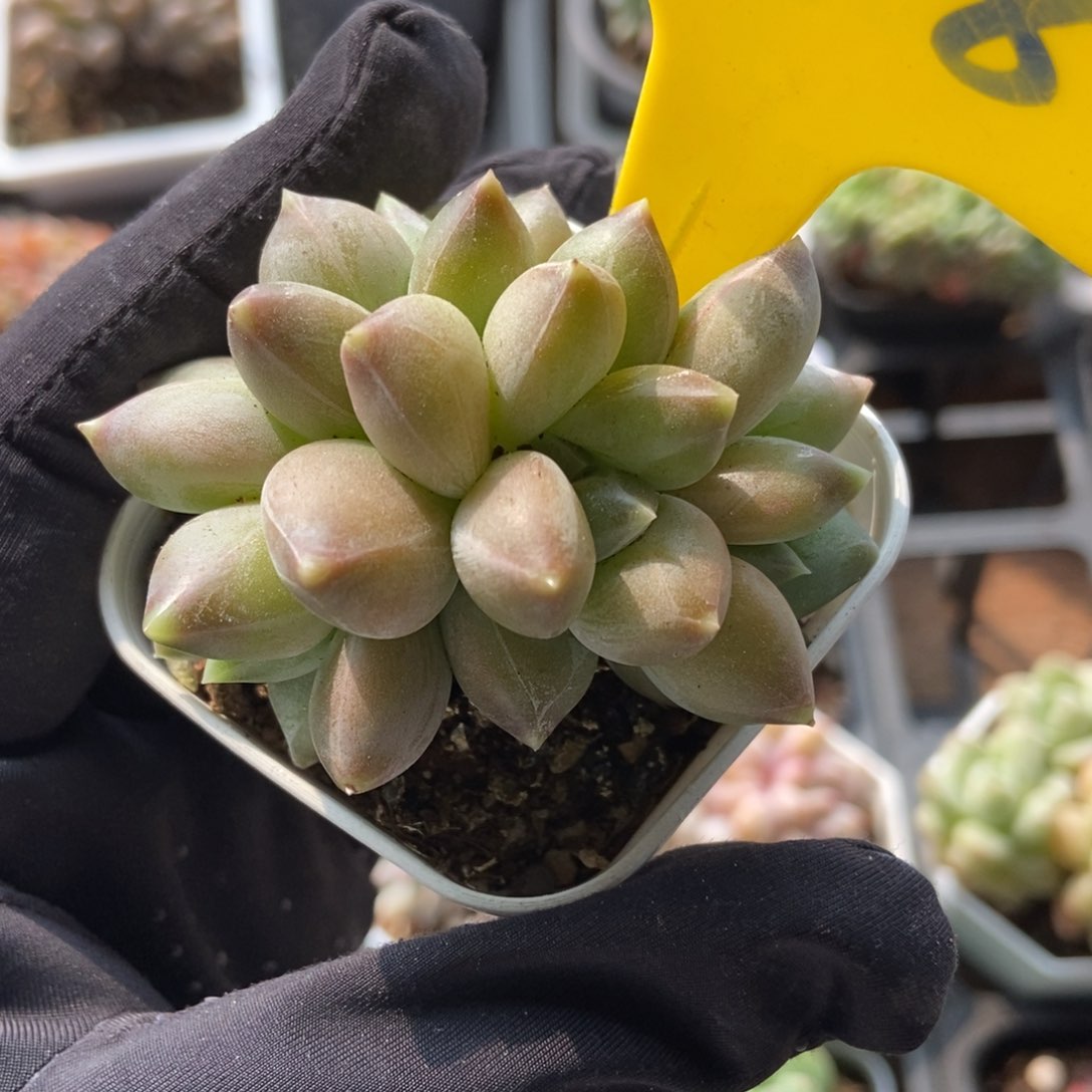 948重楼多肉植物保护