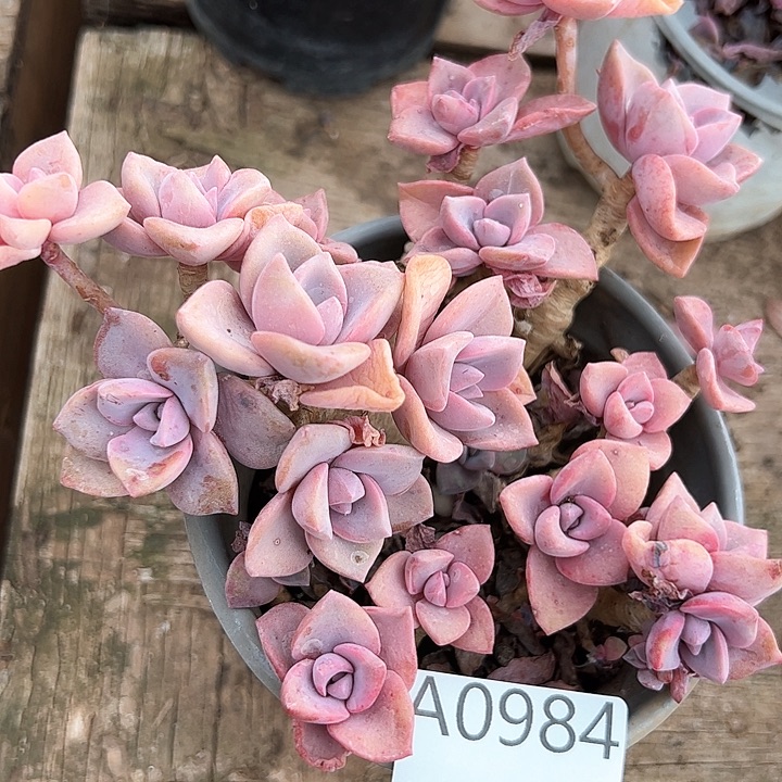 幸运的是我的朋友