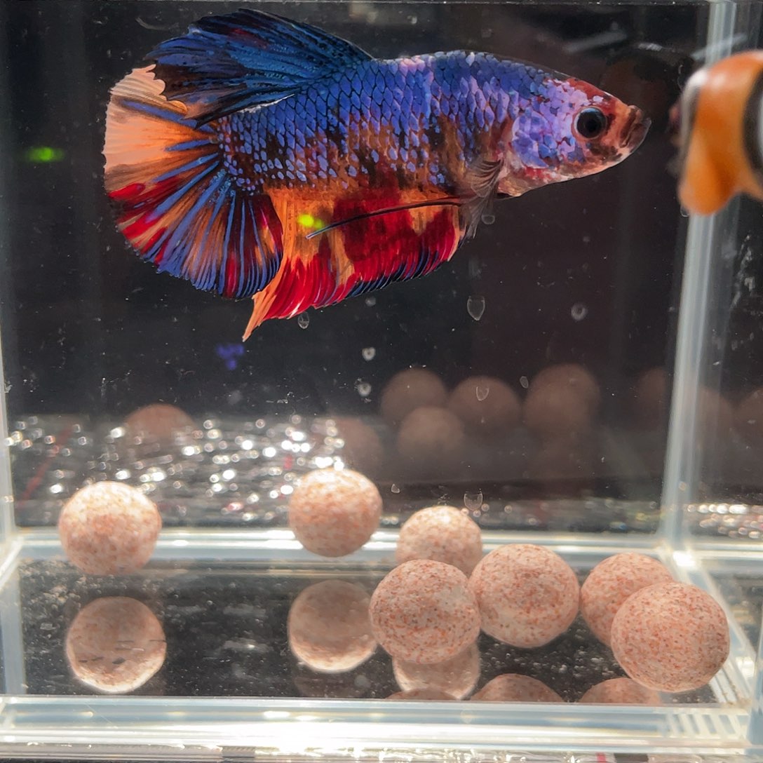 斗鱼12.10 巨斗将军 012