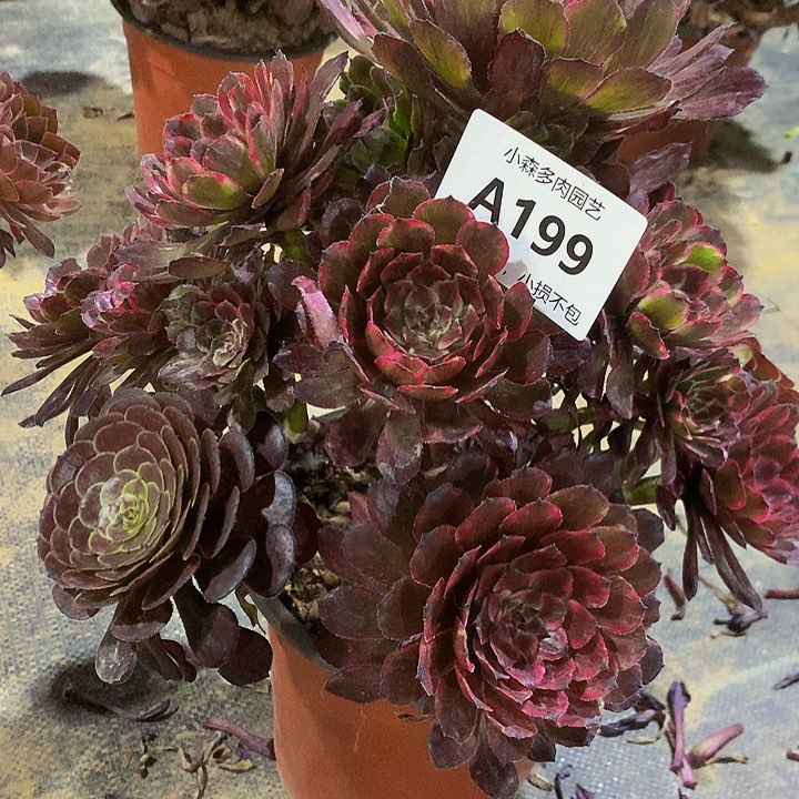 199紫霞多肉88888888