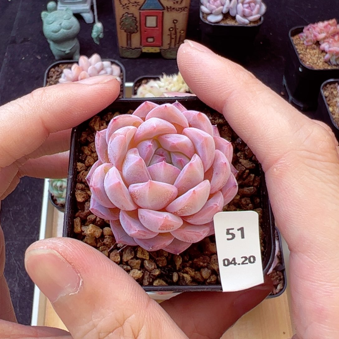 水果、糖51、哈哈哈哈