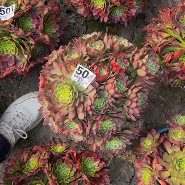 莲花花27-38包邮花花