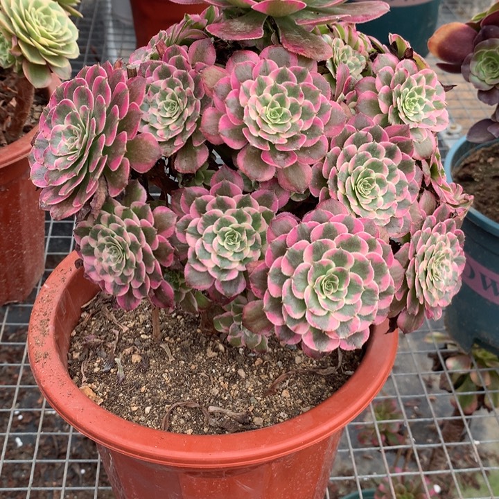 1052霁月多肉植物特价