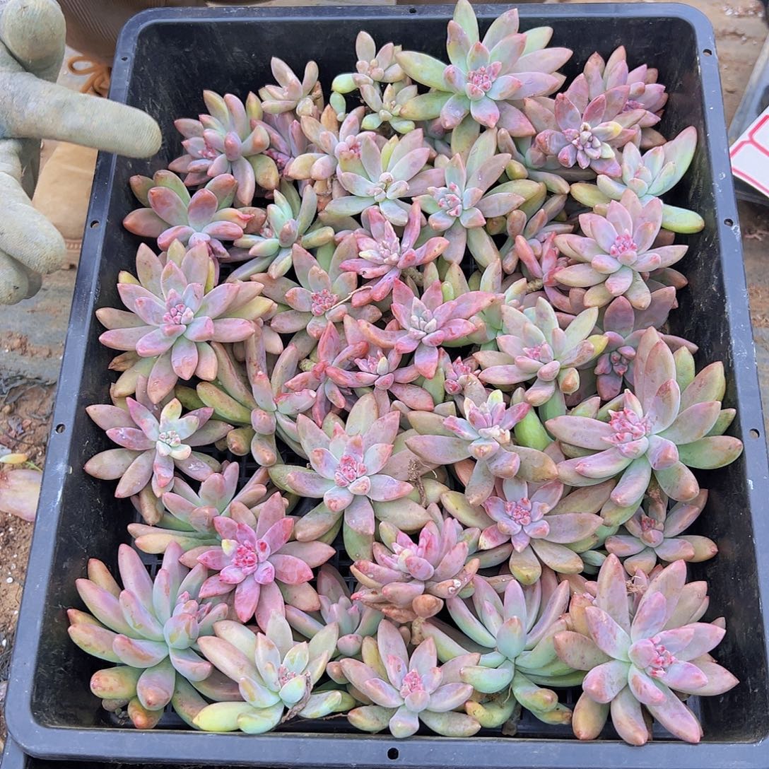 秋丽砍头，50个，没有根