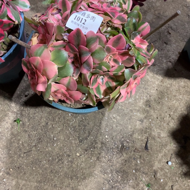 1012香妃多肉植物特价