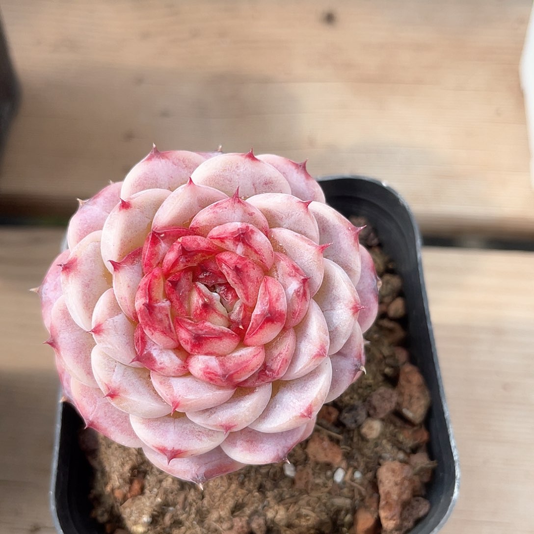 优选天鹅绒福利9326