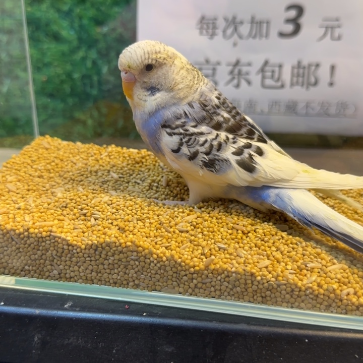 虎皮鹦鹉大头虎皮鹦鹉