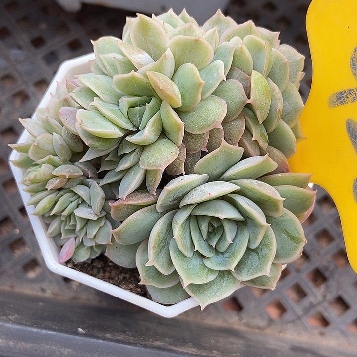 多肉植物昂斯诺缀926