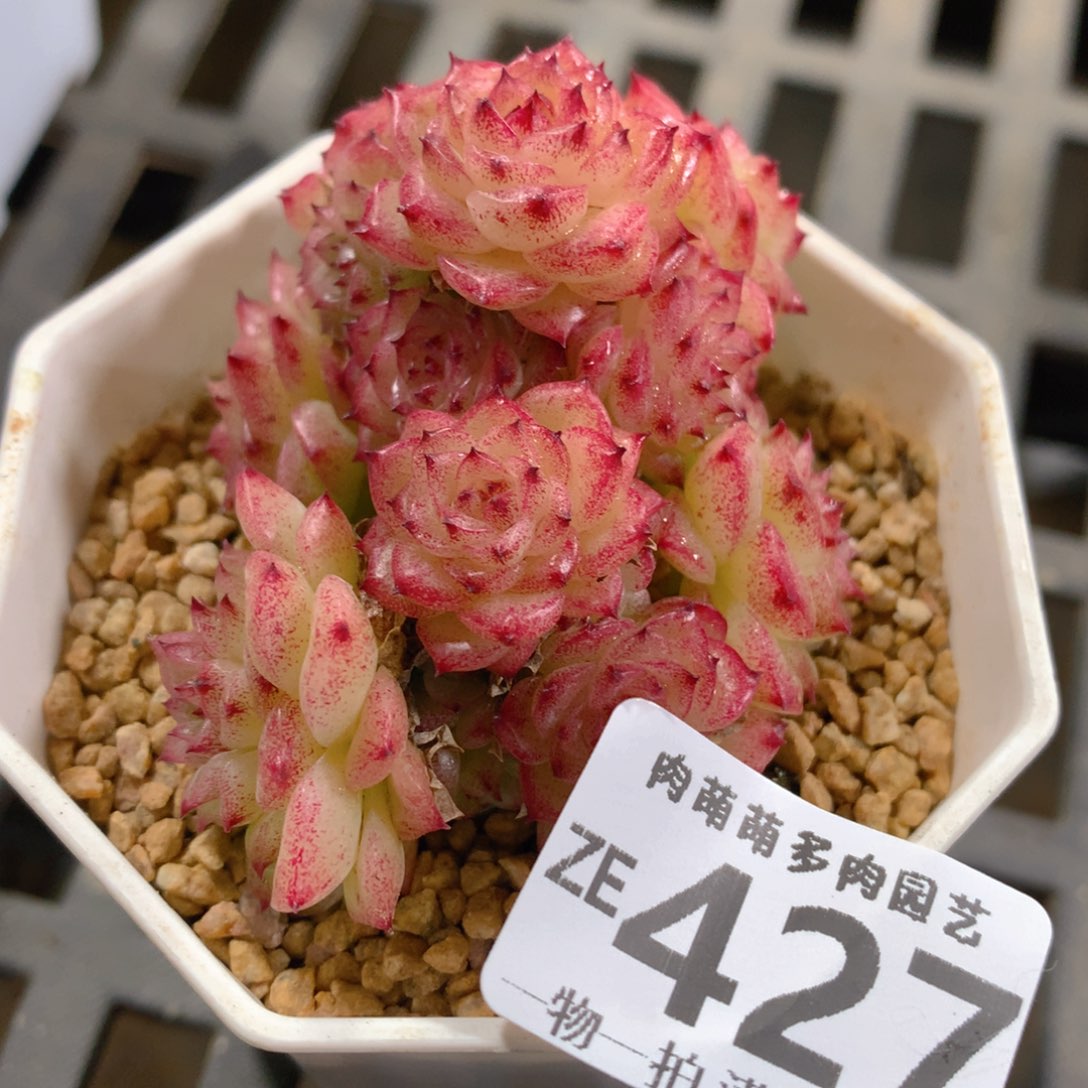 肉萌萌拇指盆精控多肉ZE427