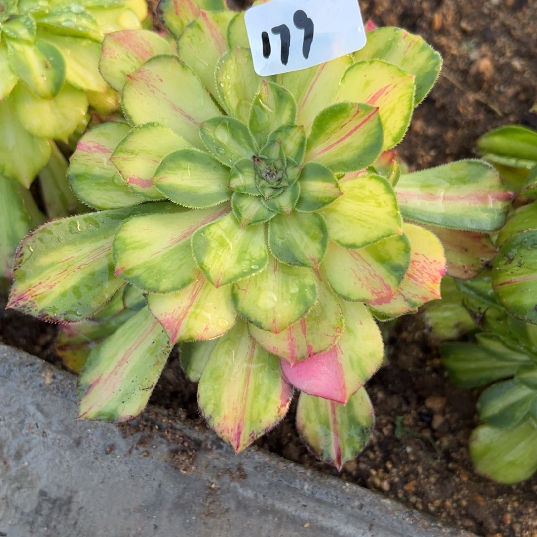 179知否多肉多肉