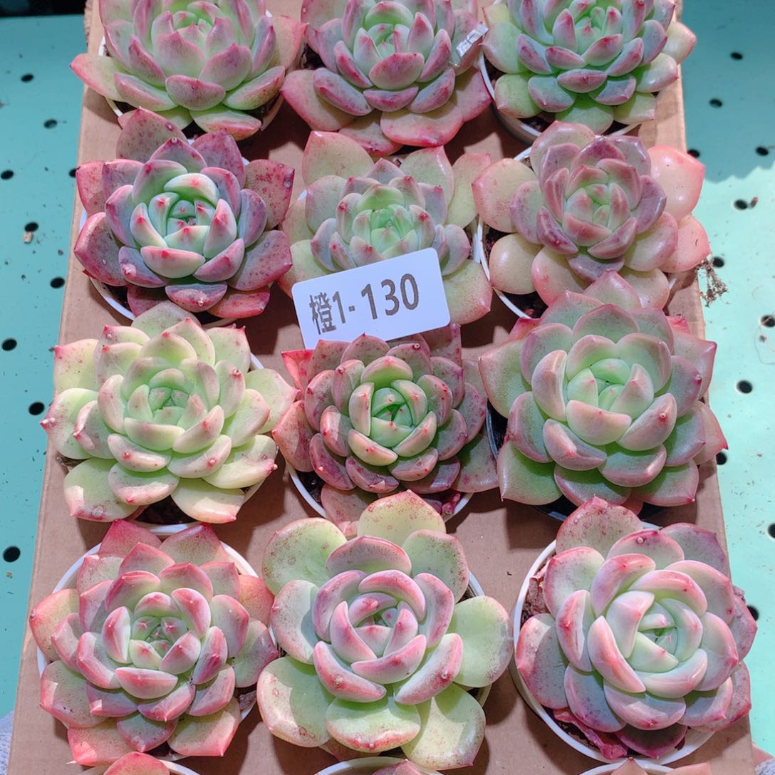 1-130一物一拍多肉带盆18颗