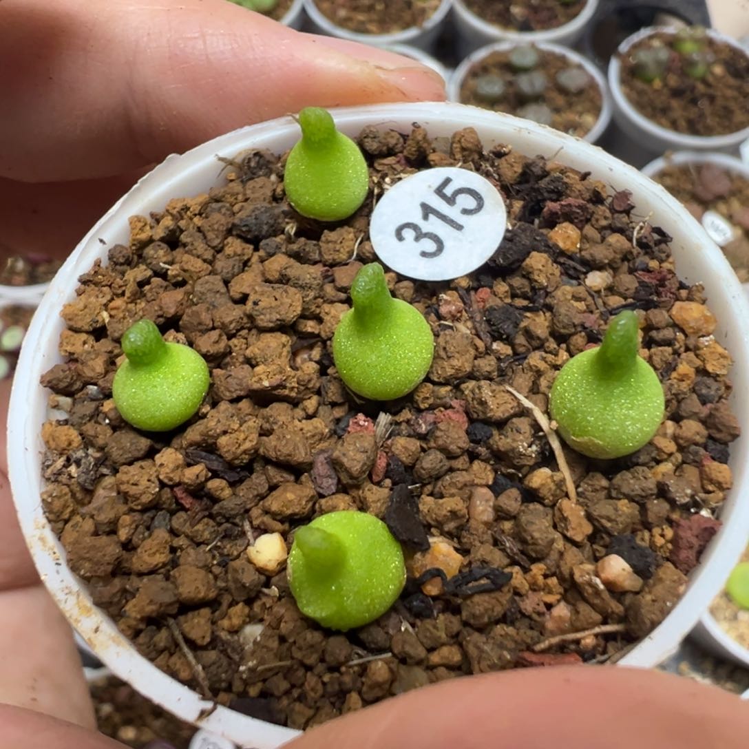 小葫芦一颗脱土315