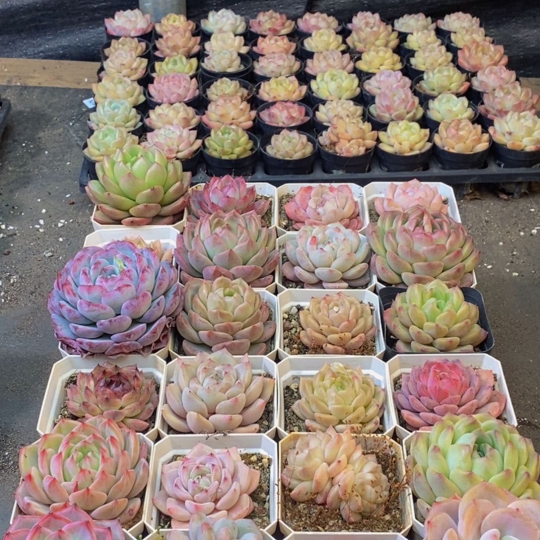 621多人在一起的时候就这样了