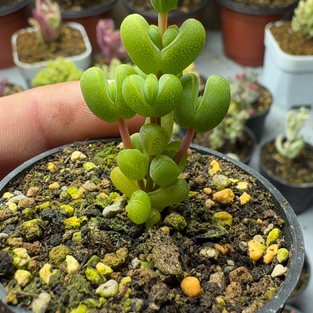 元宝 多肉植物枝干