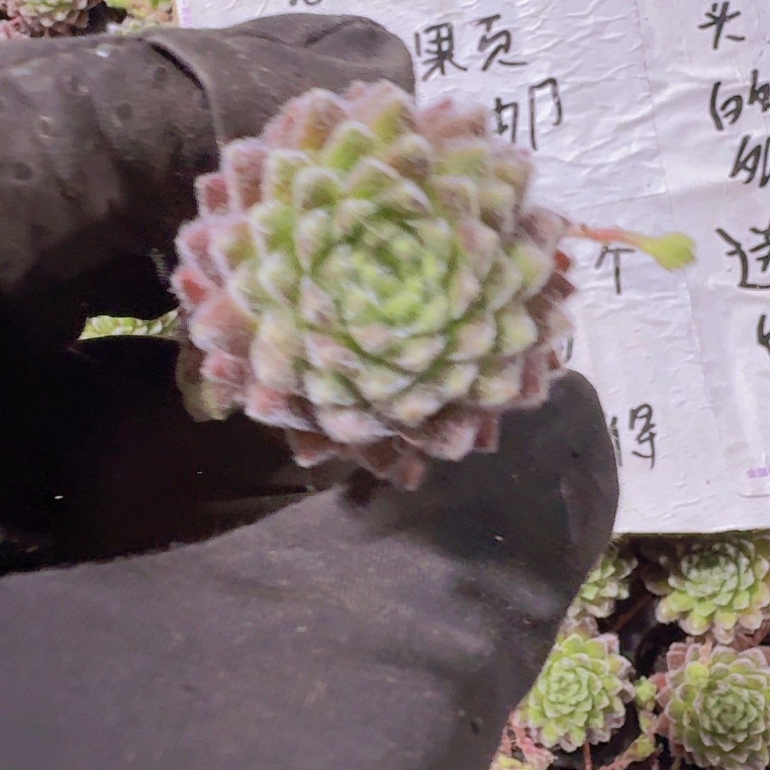 精品优雅两颗一组