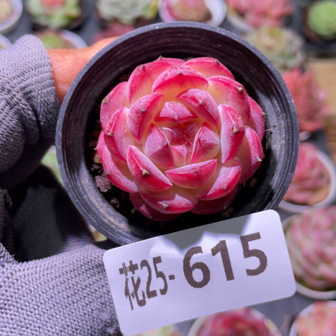 花利美25-615女王