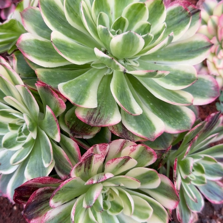 多肉法师淘宝福利