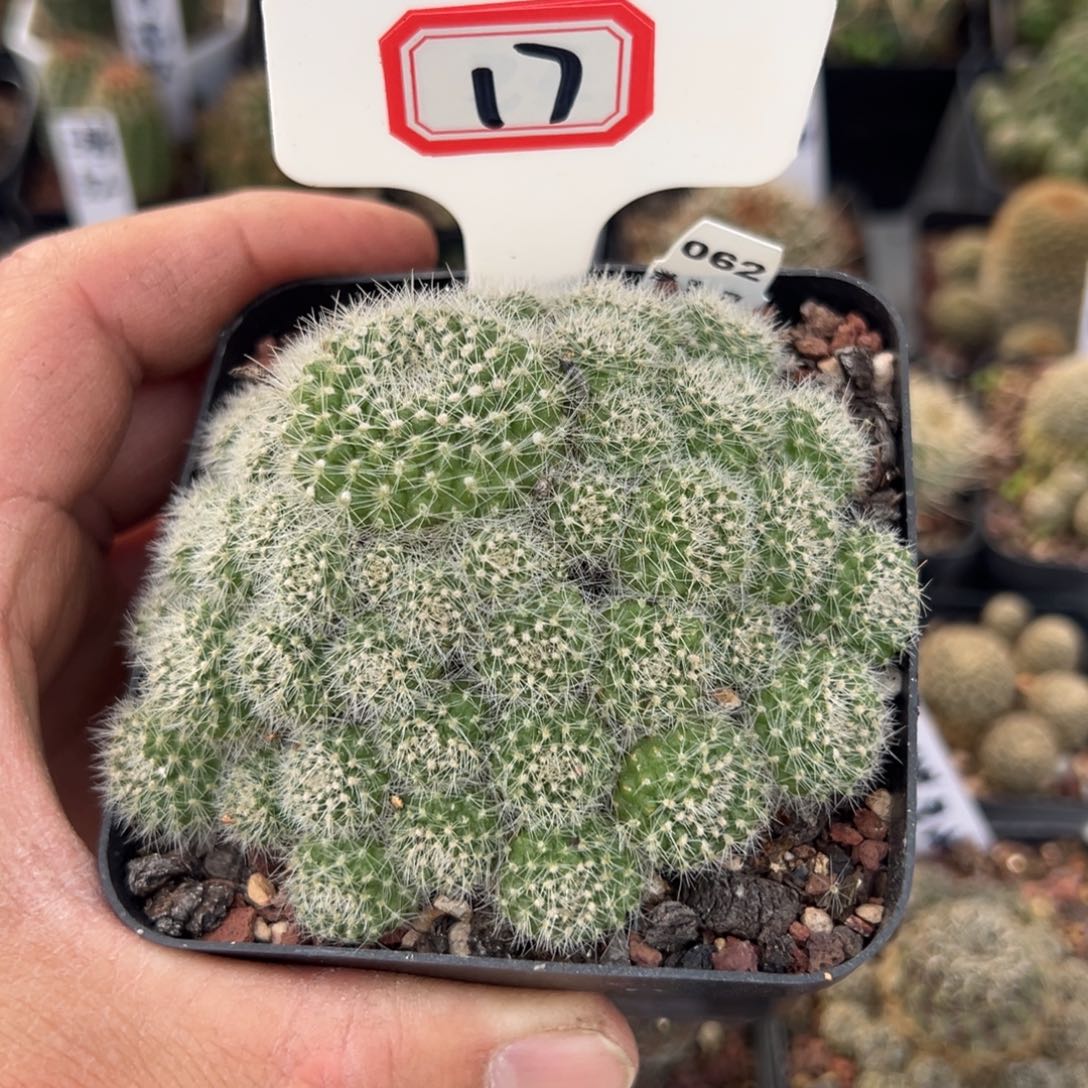 用***917往事多肉园仙人球开花了